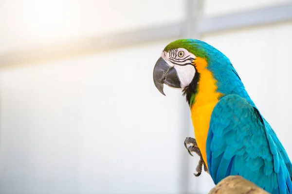 Beautiful Blue Yellow Macaw Parrot Perched Branch Pet Bird Concept —  Fotos de Stock