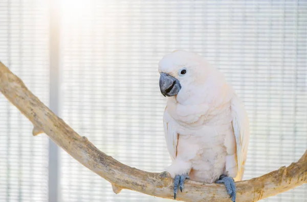 Beautiful Cute White Parrot Perched Branch Pet Bird Concept —  Fotos de Stock