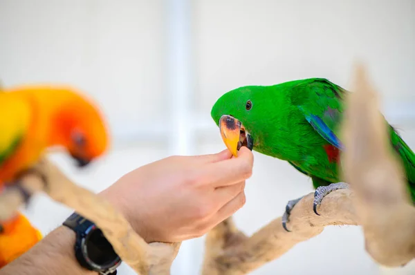 Hand Man Feeding Foodgreen Macaw Parrot Pet Bird —  Fotos de Stock