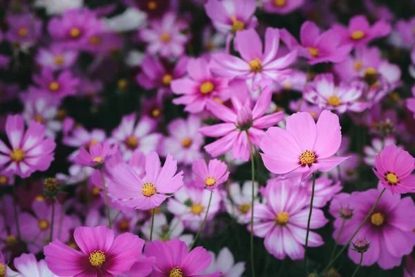 Geschlossen Schöne Rosa Kosmos Blume Garten Auf Vintage Ton Natur — Stockfoto