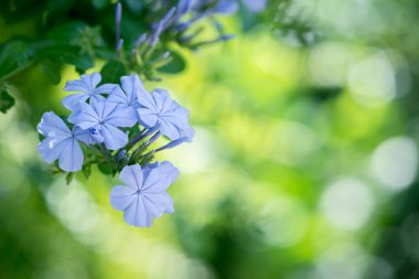 Bahçedeki Plumbago Auriculata 'nın güzel mavi çiçeği, çiçek konsepti