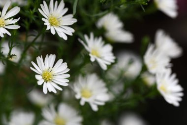 Bahçedeki şirin beyaz kesim çiçeği, çiçek arkaplan konsepti.