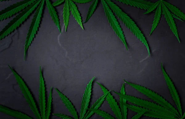 Cannabis leaves on black stone background,The leaves of the cannabis plant are rich in antioxidants, polyphenols and antibiotics, along with cancer-reducing and anti-inflammatory compounds.