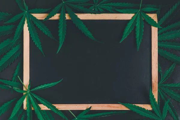 Empty blackbroad with Cannabis leaves on black background, leaves of the cannabis plant are rich in antioxidants, polyphenols and antibiotics, along with cancer-reducing and anti-inflammatory compounds.