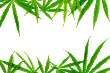 Top view of Cannabis leaf on white background,The leaves of the cannabis plant are rich in antioxidants, polyphenols and antibiotics, along with cancer-reducing and anti-inflammatory compounds.