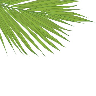 palmiye ağacı yaprak ve w ile metin için basit ve zarif çerçeve