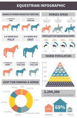 Binicilik Infographic 