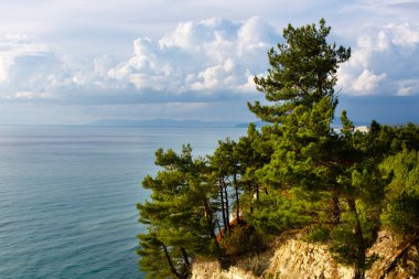 Tepesinde çam ağaçları olan dik kıyı manzarası