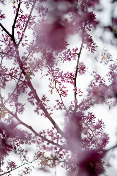 Ροζ Λουλούδια Κλαδιά Δέντρων — Φωτογραφία Αρχείου