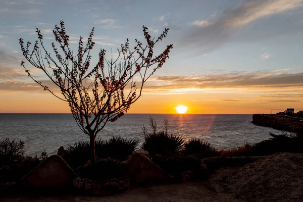 Strom Pobřeží Při Západu Slunce — Stock fotografie