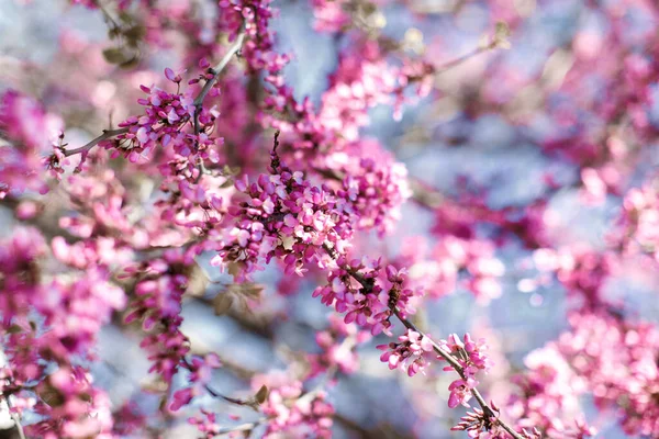 Ροζ Λουλούδια Κλαδί Δέντρου — Φωτογραφία Αρχείου