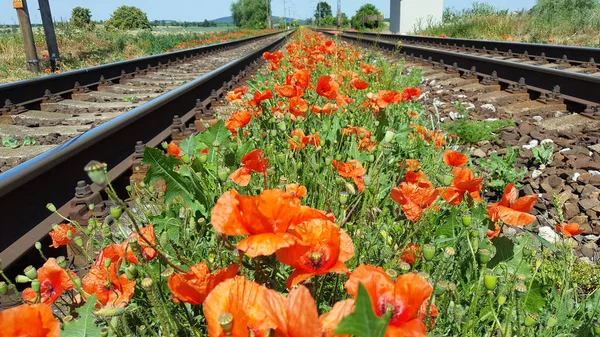 赤いポピーの花は鉄道線路で成長します ストック写真