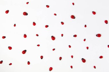 Beyaz arka planda farklı boyutlarda uğur böcekleri