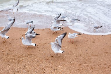 Martılar kumsalda yürürler.