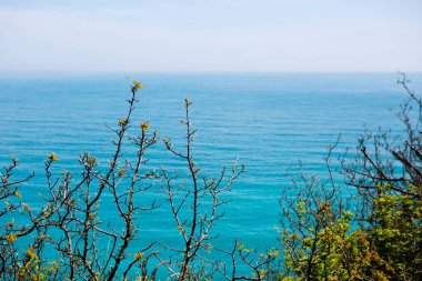 Branches of bushes with greenery on the background of the blue sea
