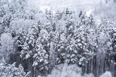 The tops of pine trees in the snow in winter