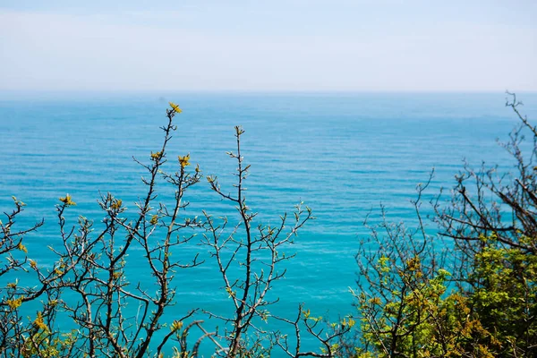 Branches Bushes Greenery Background Blue Sea — Stock fotografie