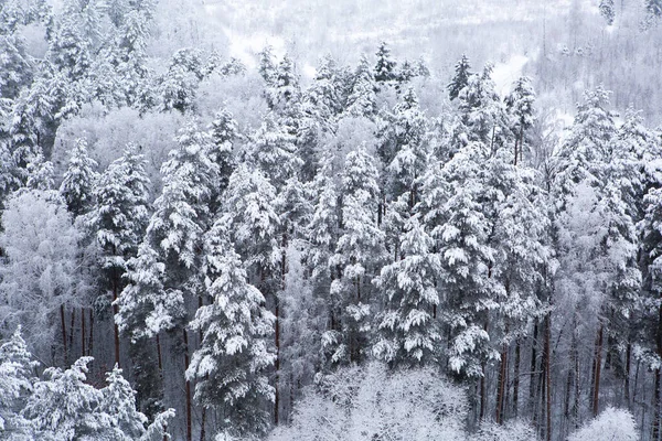The tops of pine trees in the snow in winter