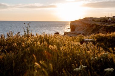 Gün batımında denizin üzerindeki bir uçurumda otlar büyür.