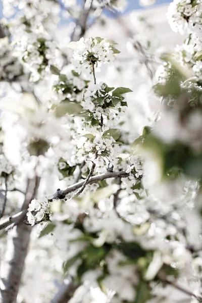 Λευκά Λουλούδια Μια Λευκή Ανθισμένη Μηλιά Από Κοντά — Φωτογραφία Αρχείου
