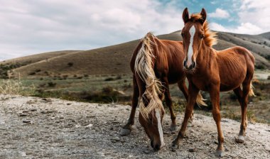 Dağların arka planında atlar. Yaz mevsiminde atlarla dağlarda vahşi bir manzara. Arka planda dağlar olan iki atın portresi. Kırmızı ve kahverengi atlı görüntü