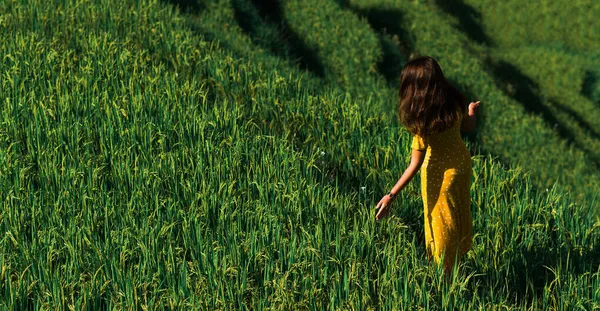 Een Mooi Meisje Loopt Rijstterrassen Bali Achteraanzicht Een Mooi Meisje — Stockfoto