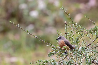 D ORBIGNYS CHAT TYRANT (Ochthoeca oenthoides), güzel bir orbigny pigme 'dir. Huancayo - Peru
