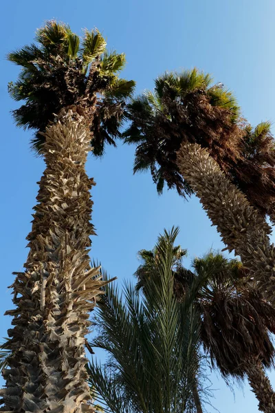 Bela Vista Palmeira Data Muito Popular Por Seus Frutos Que — Fotografia de Stock