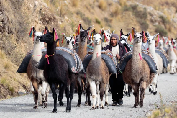 Muleteers Csoport Lámák Belföldi Formája Láma Guanicoe Egy Ősi Tevékenység — Stock Fotó