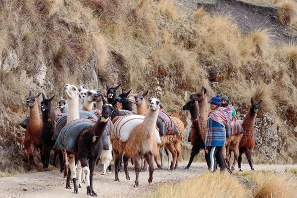 Muleteers Csoport Lámák Belföldi Formája Láma Guanicoe Egy Ősi Tevékenység — Stock Fotó