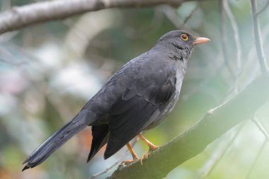 GREAT THRUSH (Turdus fuscater) ormanın dalında duruyor