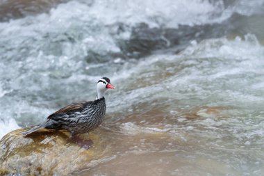 TORRENT DUCK (Merganetta armata) Torrent Duck 'ın güzel erkek örneği