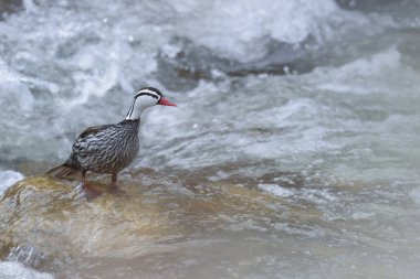 TORRENT DUCK (Merganetta armata) Torrent Duck 'ın güzel erkek örneği