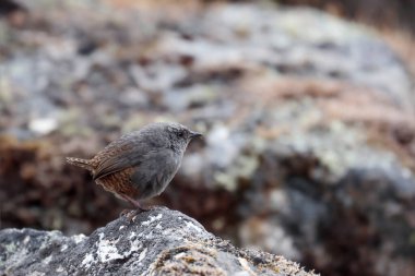 JALCA TAPACULO (Scytalopus frankeae), bilim için yeni bir tür, kayanın üzerine tünemiş küçük bir örnek karakteristik şarkısını yayıyor. Huancayo - Peru