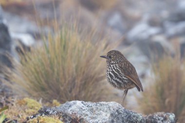 Striptiz Başlı ANTPITTA (Grallaria andicolus), yalnız bir antipita, gözlemlenmesi zor, ama bu durumda bu güzel And kuşunun temiz bir kaydı. Huancayo - Junin