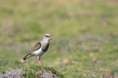 ANDEAN LAPWING (Vanellus resplendens) And tepelerinden gelen güzel bir kuşun güzel bir örneği bir çiftlik alanındaki bir taşa tünedi. Chupaca - Junin