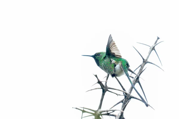 Verde Tailed Trainbearer Lesbia Nuna Belo Espécime Uma Variedade Beija — Fotografia de Stock