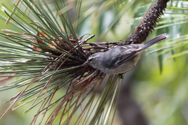CINEREOUS CONEBILL (Conirostrum cinereum), bir çam ağacına tünemiş güzel bir conirrostro örneği. Huancayo - Peru