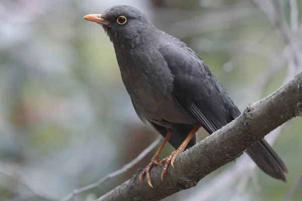 Great Thrush Turdus Fuscater Stojący Gałęzi Lesie — Zdjęcie stockowe