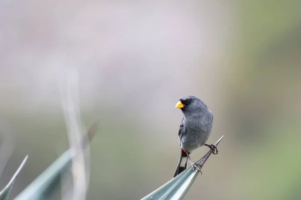 Band-TAILED SEEDeATER (Catamenia analis), bir agave üzerine tünemiş bant kuyruklu tohum yatağı adı verilen bu küçük türün detaylı örneği. Huancayo - Peru