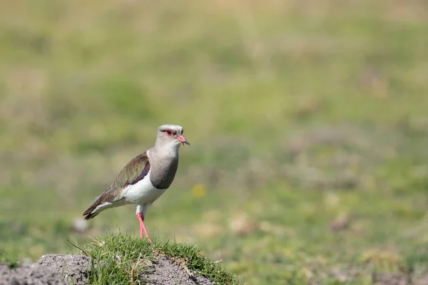 Andean Lapwing Vanellus Resplendens Egy Gyönyörű Madár Gyönyörű Példánya Andoki — Stock Fotó