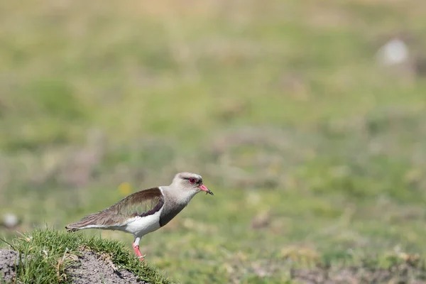 Андійське Лапування Vanellus Resplendens Прекрасний Зразок Чудового Птаха Андійських Висот — стокове фото