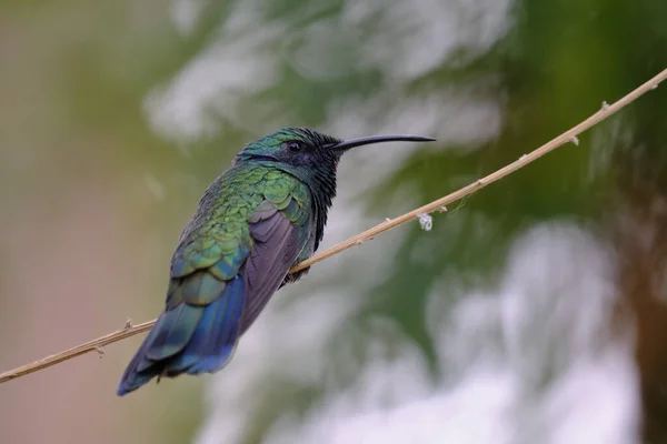 Oreja Violeta Brillante Coruscos Colibri Hermoso Espécimen Posado Tranquilamente Una — Foto de Stock