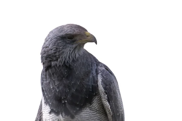 Orzeł Czarnoskrzydły Geranoaetus Melanoleucus Piękny Imponujący Portret Orła Mauretańskiego — Zdjęcie stockowe