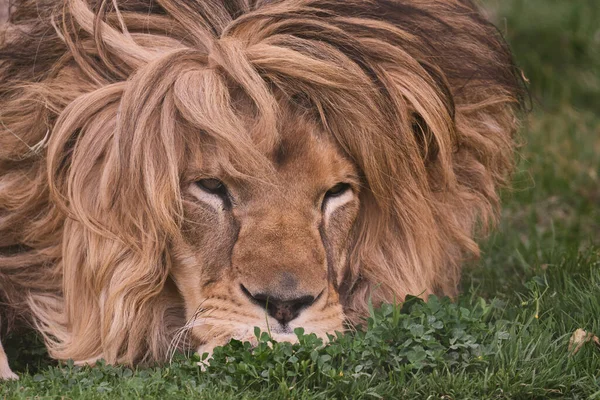 Leão Panthera Leo Retrato Leão Cativo Descansando Grama — Fotografia de Stock