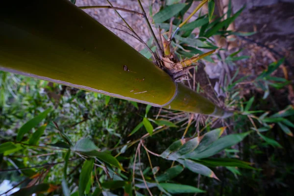 Detail Bambusového Kmene Podčeledi Bambusoideae Vedle Listů Podivném Perspektivním Záběru — Stock fotografie