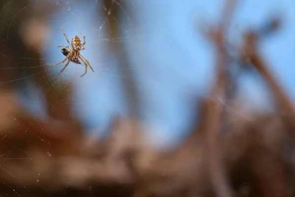 Павук Підряду Araneomorphae Сидів Своєму Веб Сайті Охороняючи Щойно Виловлену — стокове фото