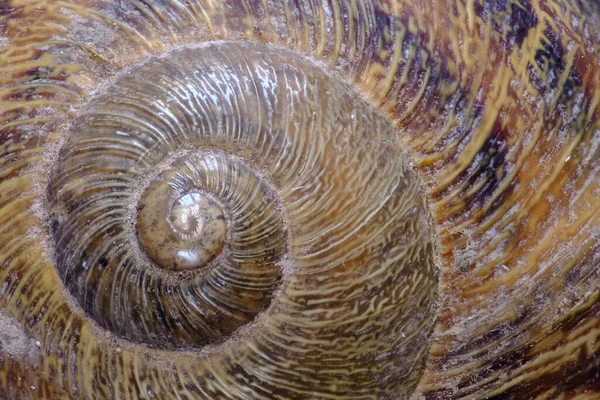 Detail Textures Shell Common Snail Helix Aspersa — Stock Photo, Image