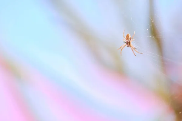 Maison Araignée Sous Ordre Des Araneomorphae Perchée Sur Toile Gardant — Photo