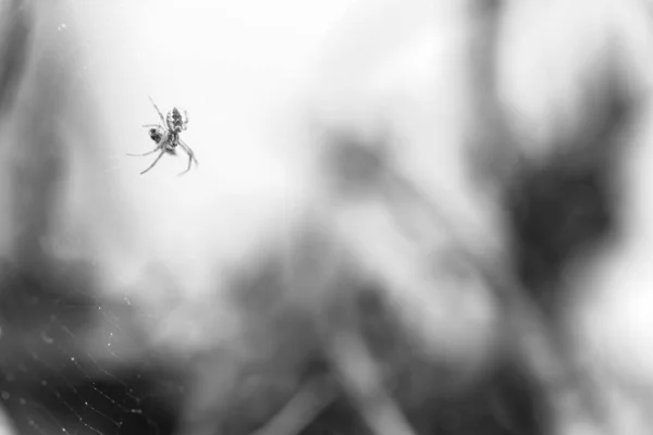 Павук Підряду Araneomorphae Сидів Своєму Веб Сайті Охороняючи Щойно Виловлену — стокове фото
